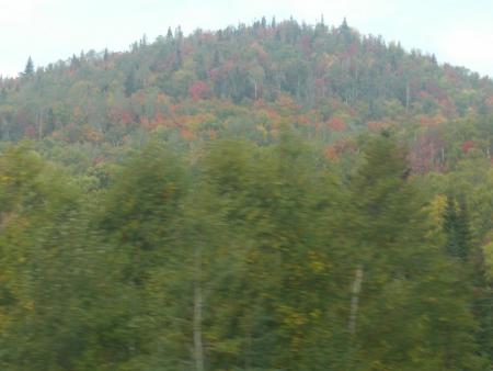 Whales trip in Quebec