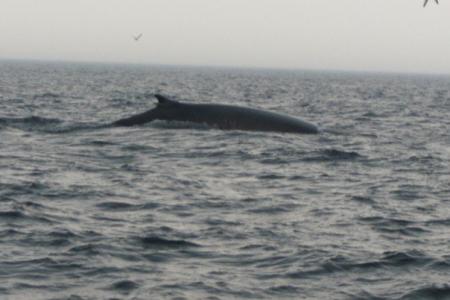 Whales trip in Quebec