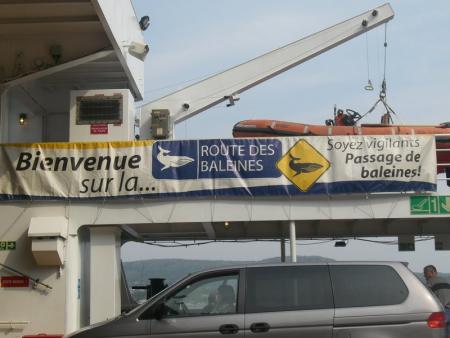 Whales trip in Quebec