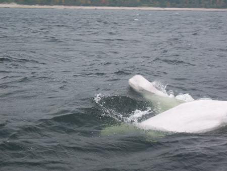 Whales trip in Quebec